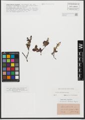 Foto von Salix waldsteiniana Willd.